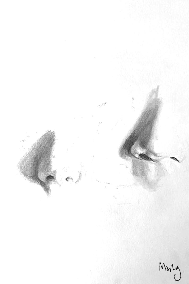 Pencil study of noses.